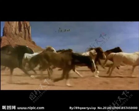 骏马奔驰视频素材