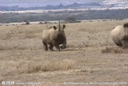 犀牛活动视频频素材