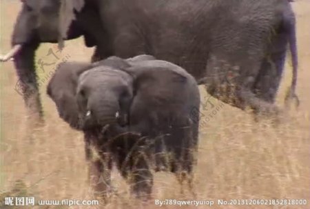 大象活动视频频素材