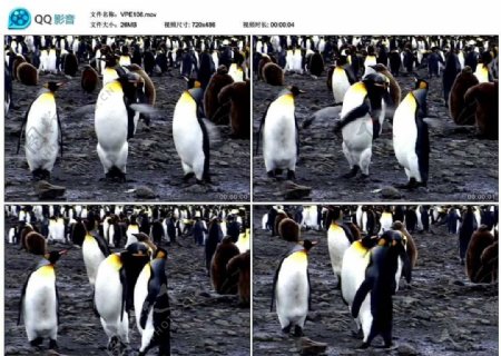 帝企鹅动物视频实拍素材