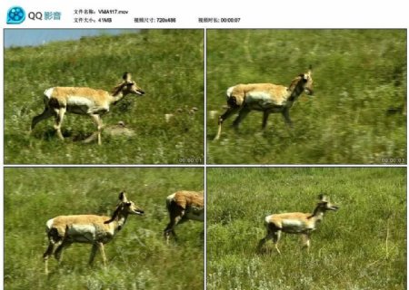 小鹿母鹿视频实拍素材