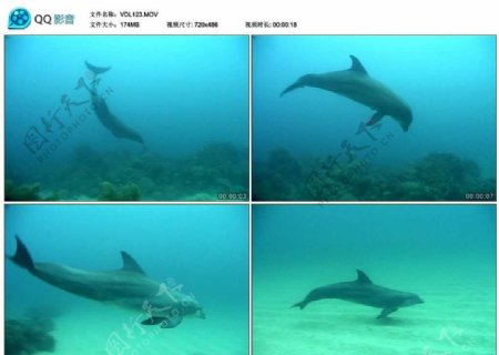 可爱海豚视频实拍素材