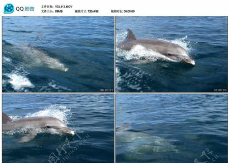 大海海豚视频实拍素材