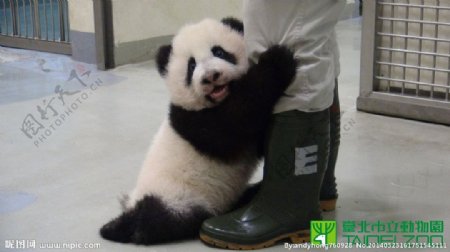 台北市立动物园因仔图片