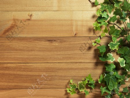 绿叶和木板背景图片