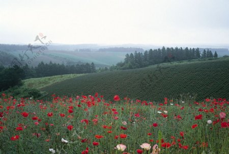 漫山遍野红花盛开图片