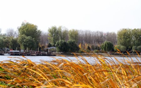 深秋运河图片