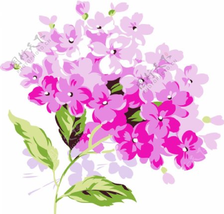 粉色绣球花图片