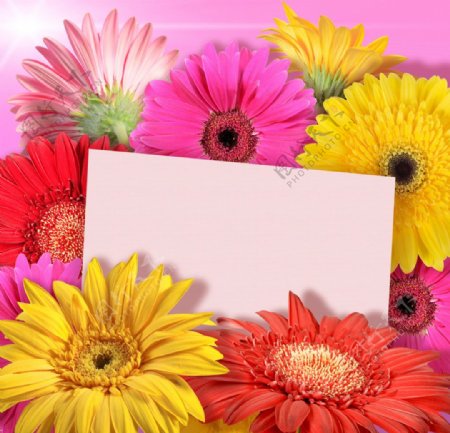 菊花卡片背景图片