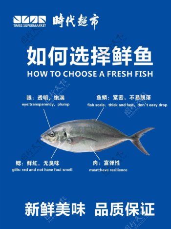 如何选择鲜鱼图片
