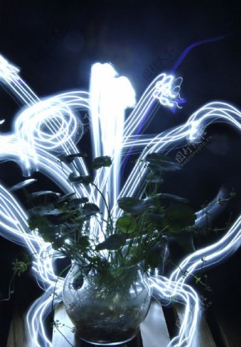 特殊光影下的植物图片