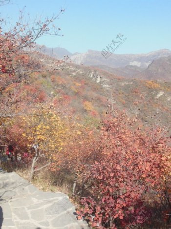 北京坡峰岭红叶图片