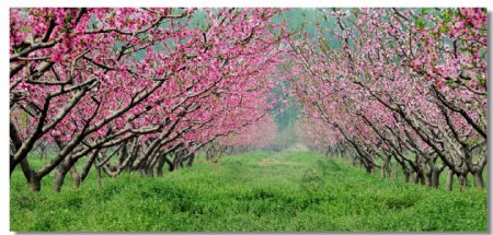 桃树园之春图片