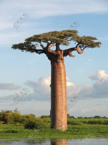 非洲波巴布树猴面包树图片