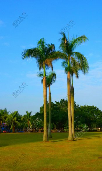 南国风景棕榈树图片