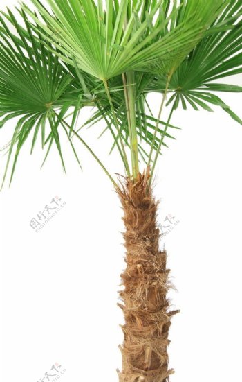 绿色棕榈树图片