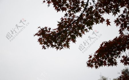 红枫秋叶图片