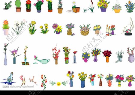 各类花卉植物图片