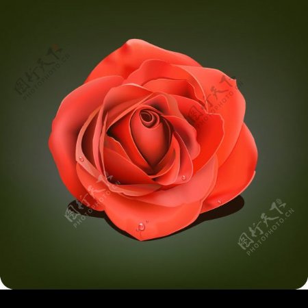 带水珠的大红玫瑰花矢量素材图片