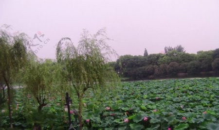 莲湖风光图片