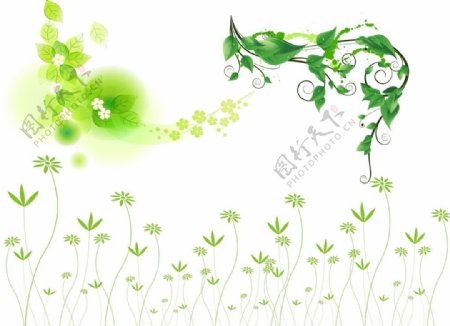 绿色树藤图片