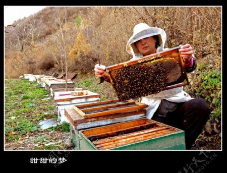 人物蜂蜜蜜蜂收获图片