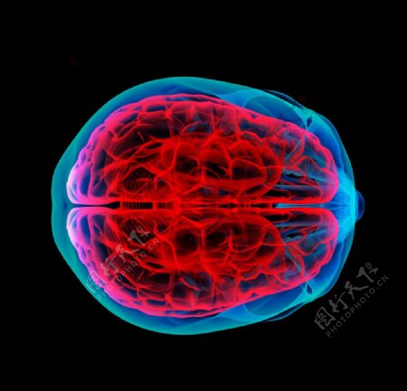 人脑结构大脑图片
