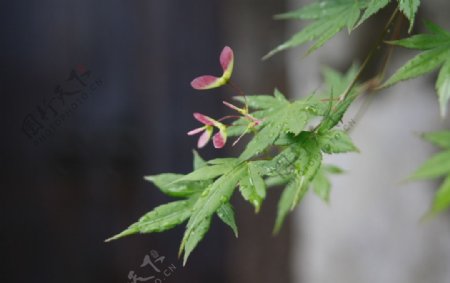 雨后嫩红图片