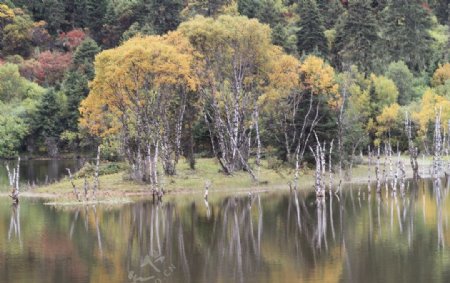 香格里拉普达措公园秋树倒影图片