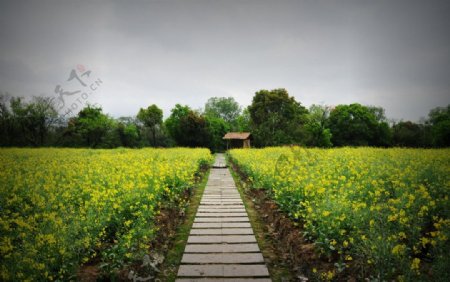 油菜花图片