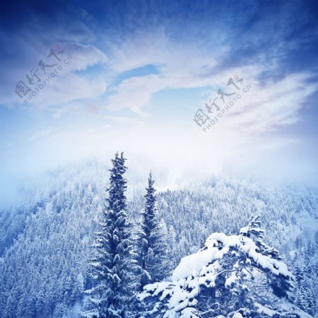 冬天雪松背景图片