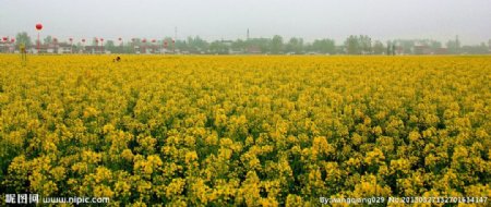 花海无尽图片