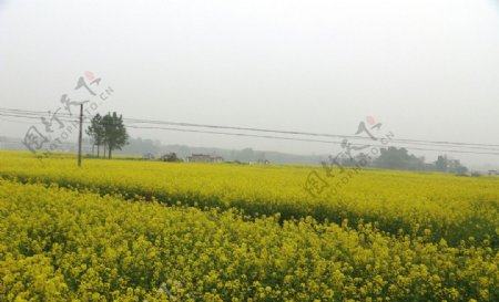 油菜田图片