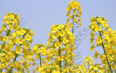 油菜花图片