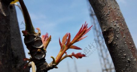 香椿树图片