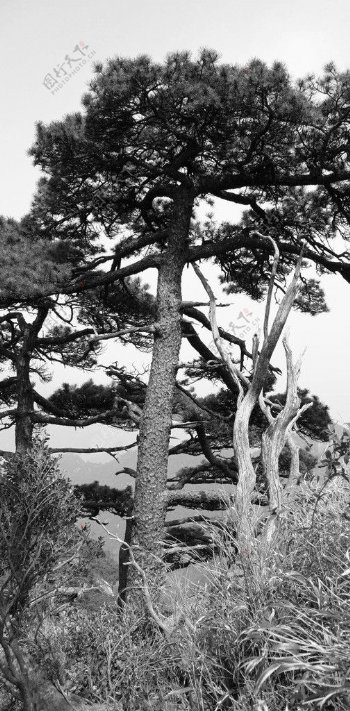 三清山的松树图片