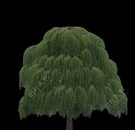 园林绿树柳树透明png图片