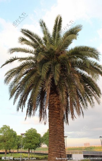 椰子树植物自然风光图片