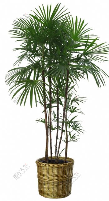 棕榈树盆栽图片