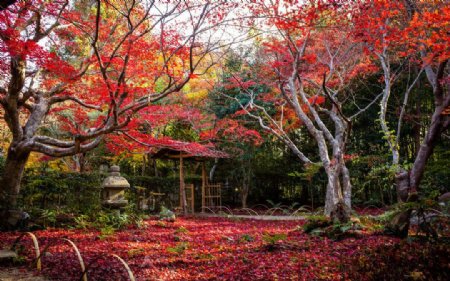 京都寺庙图片