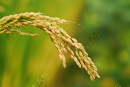 水稻单穗图片