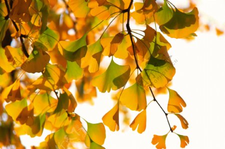 秋天的银杏树图片