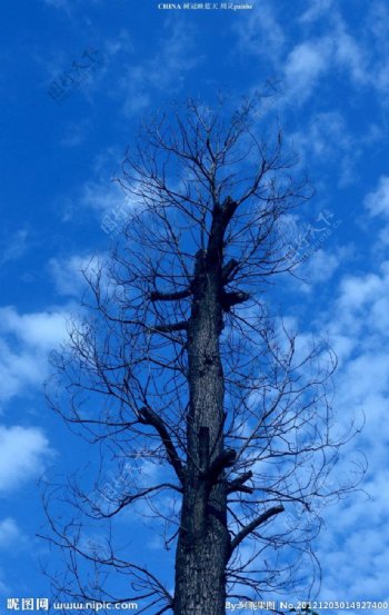 蓝天下的光杆树木图片