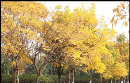 秋天黄树林图片