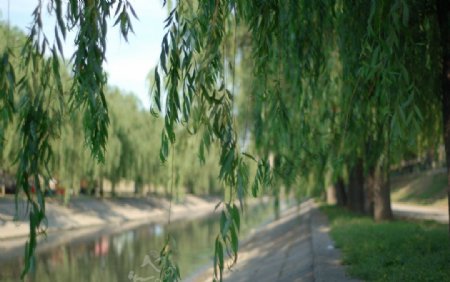 绿柳成林图片
