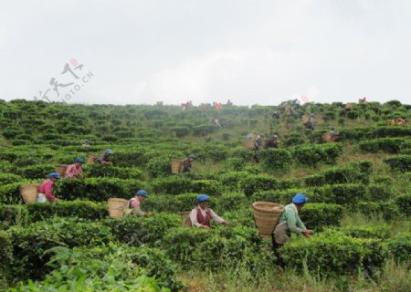 采茶时分图片