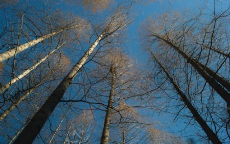 冬日杉树图片