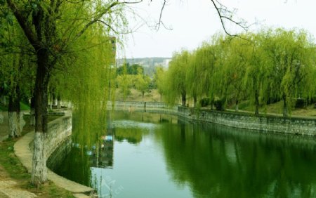 师琴湖图片