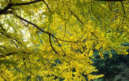 茂密的黄树叶图片
