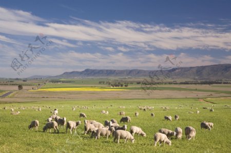 草原羊群大自然图片